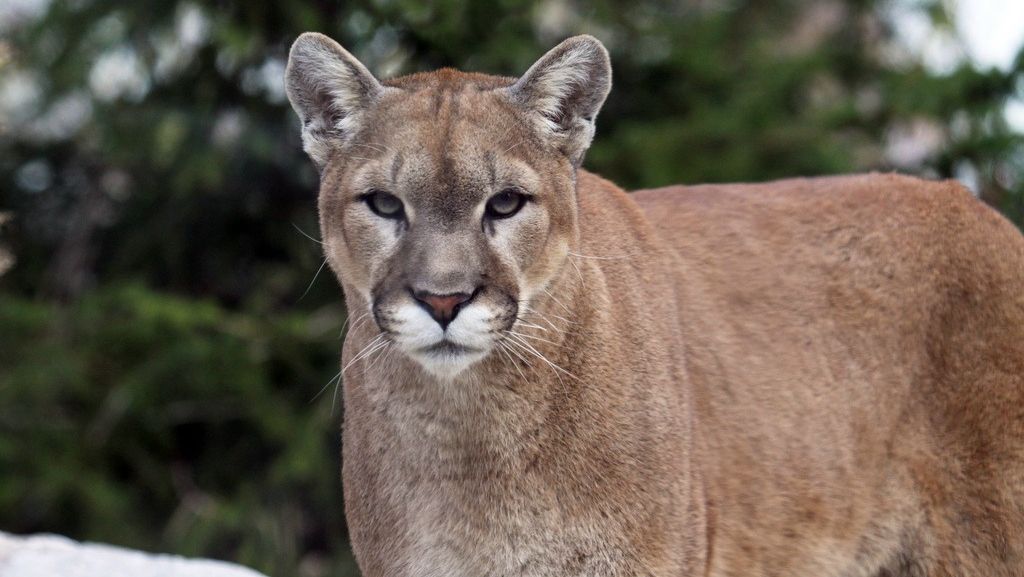 "Hei, pis, pis" - un bărbat a sărit gardul la Zoo ca să mângâie pumele. Reacţia animalelor, şocantă