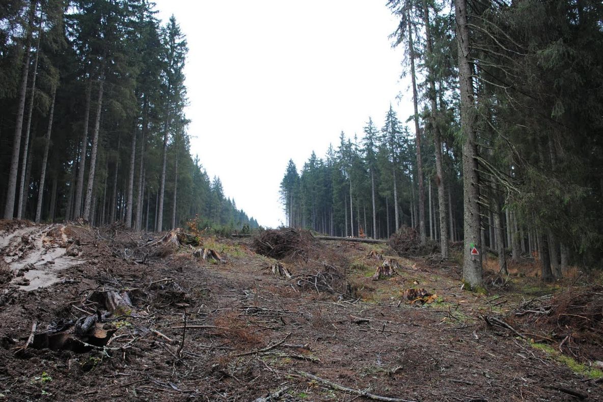 Defrişările ilegale sunt anchetate. Ministerul Mediului a sesizat Parchetul în cazul Schweighofer