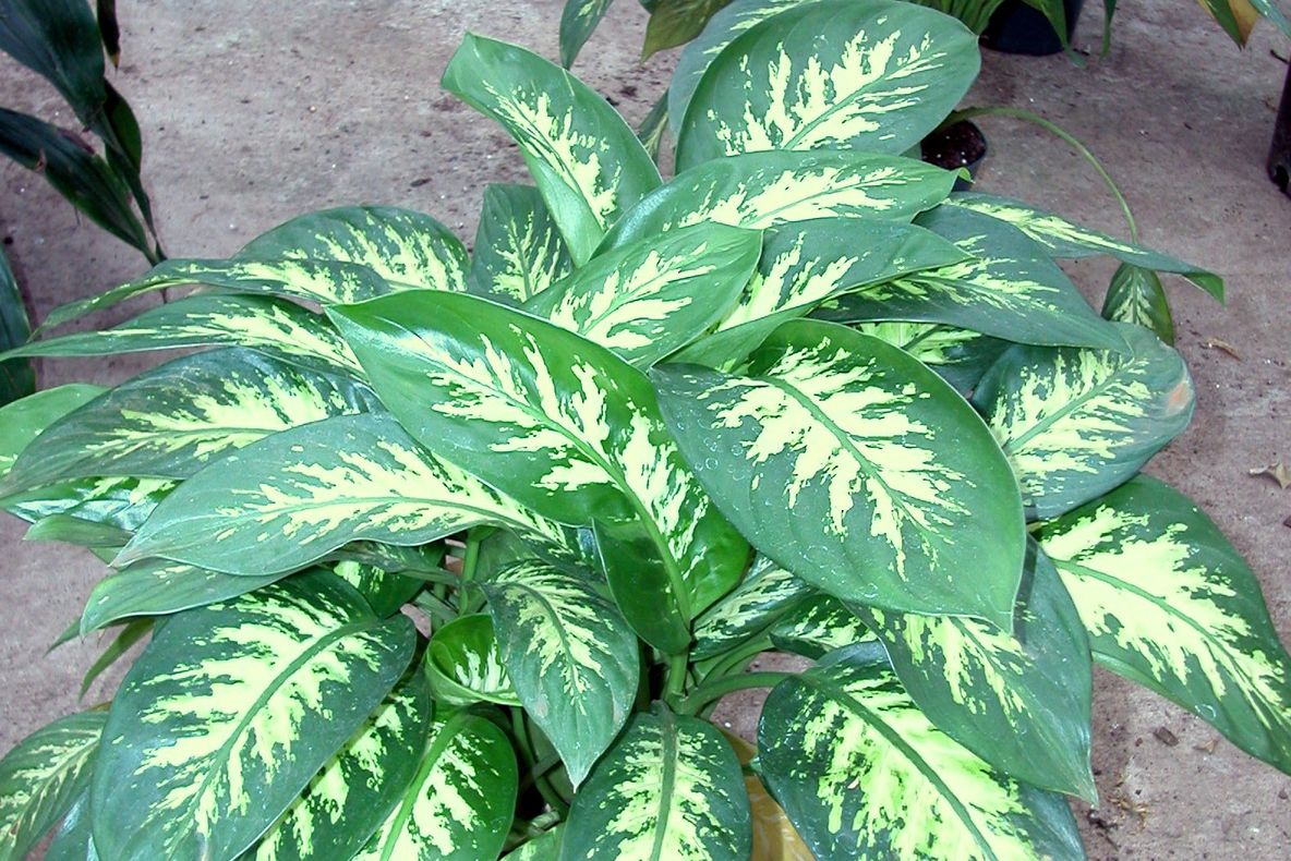 Ai această plantă în casă? Arunc-o imediat! Iată ce se spune despre ea