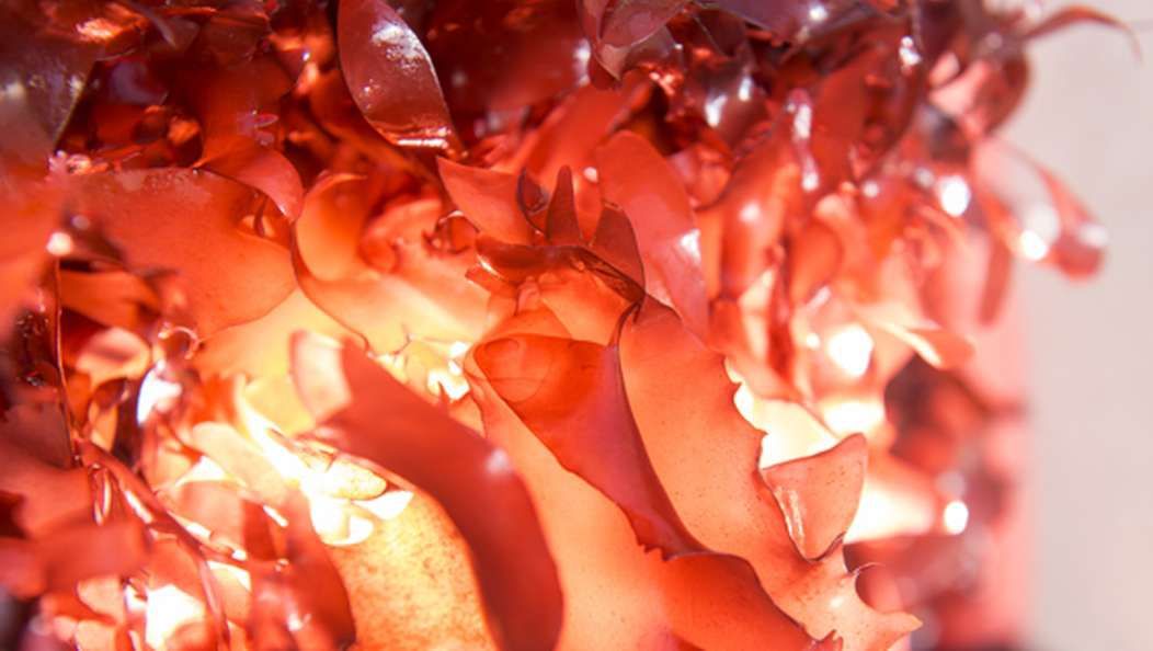 Bizar! S-au inventat algele cu gust de bacon