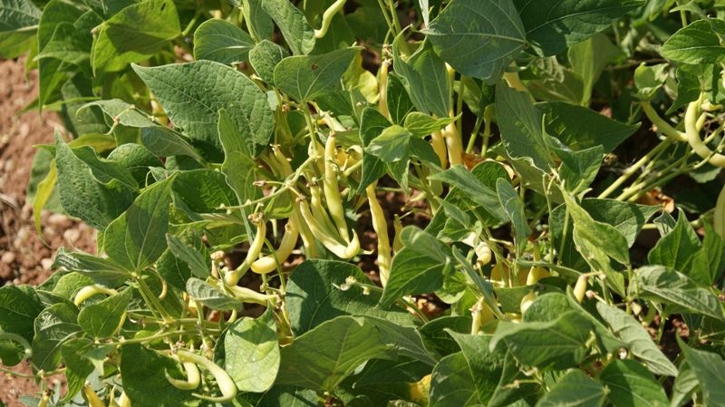 Efectele pe care le are fasolea verde