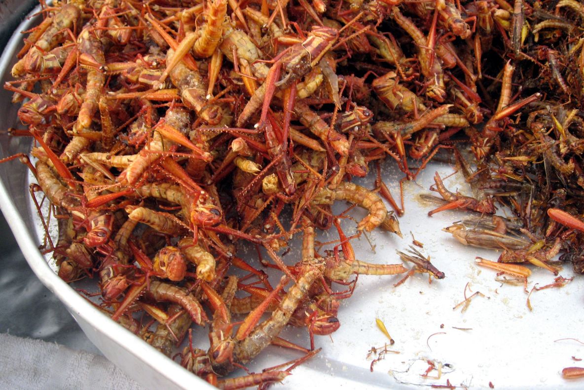 Pavilionul Belgian de la EXPO Milano 2015, autorizat să servească insecte: “Au proteine şi lipide”