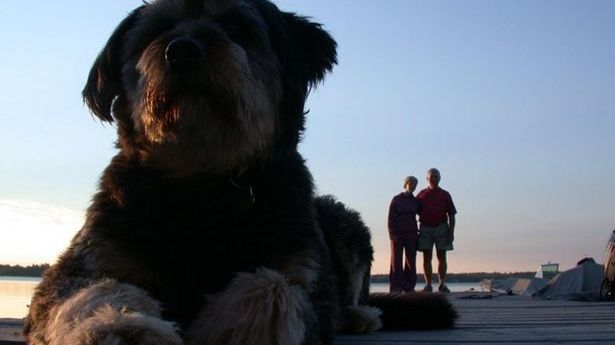 Invazia câinilor "uriaşi". Trebuie să te uiţi cu atenţie la aceste fotografii! Nu sunt ceea ce par!