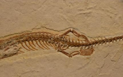 Descoperire uluitoare: șarpele cu patru picioare