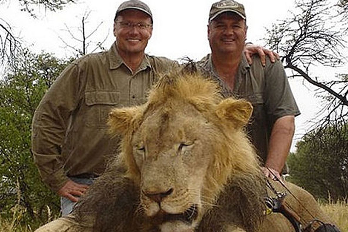 Dentistul ucigaş regretă "tratamentul" letal aplicat faimosului leu din Zimbabwe