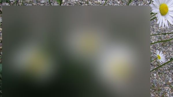 Mutanții de la Fukushima au bulversat întreaga lume. Imagini incredibile