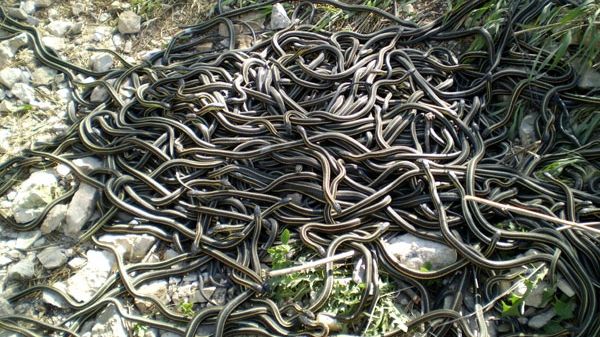 Fenomen șocant într-o localitate din România. E invazie! Fără precedent