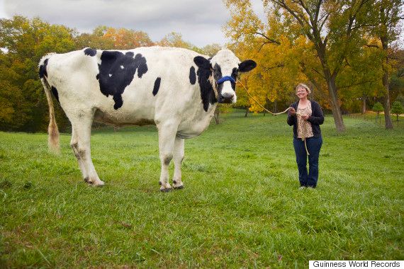 Cea mai mare văcuță din toate timpurile a murit, dar a intrat în Cartea Recordurilor