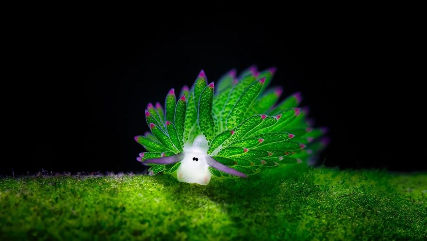Ai văzut vreodată o oaie de mare? Este pur şi simplu adorabilă