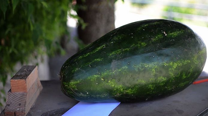 A luat un pepene, l-a întors pe toate părţile, apoi a făcut asta! E înfricoşător! Cum a fost posibil