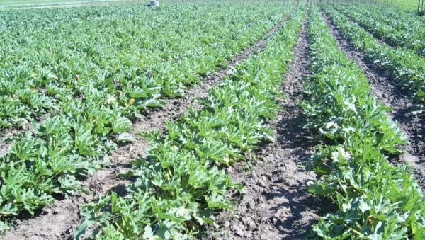 Fructul care combate reţinerile de apă. Este cel mai bun diuretic 