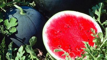 Aşa alegi un pepene roşu perfect