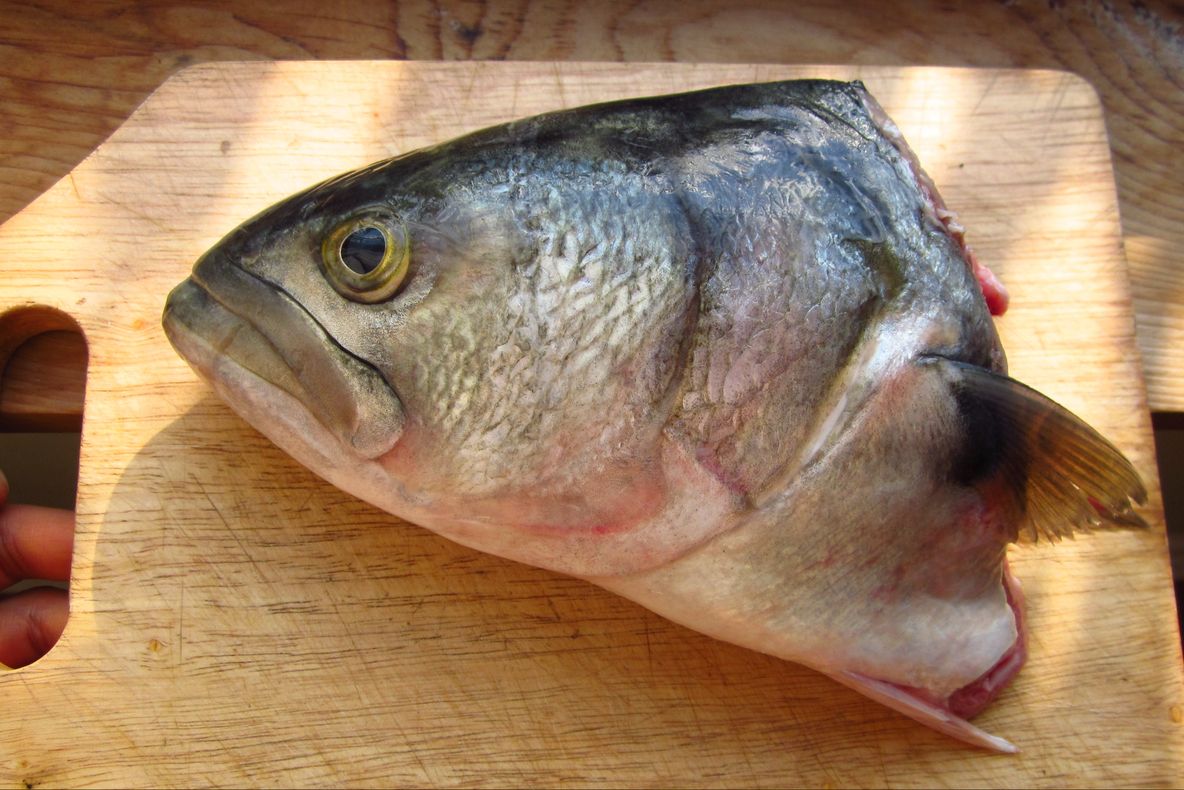 A fost atacată de un peşte fără cap. Momentul a fost filmat de soţui ei