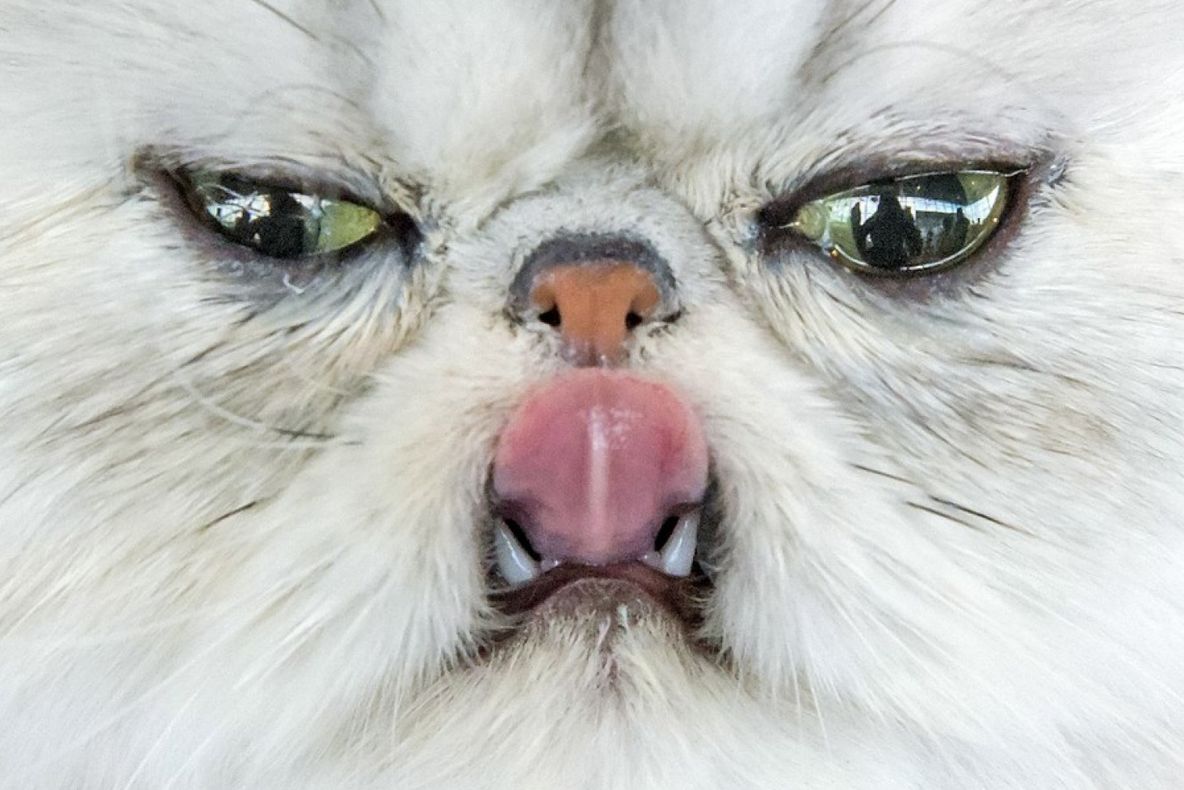 Țara care vrea să ucidă 2 milioane de pisici