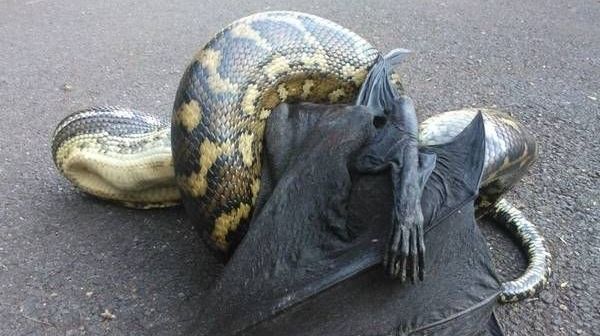 Bătălie pe viaţă şi pe moarte: Un liliac gigant este atacat de un piton