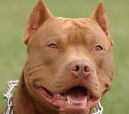 Femeie sfâşiată de un pitbull, în stare gravă la spital