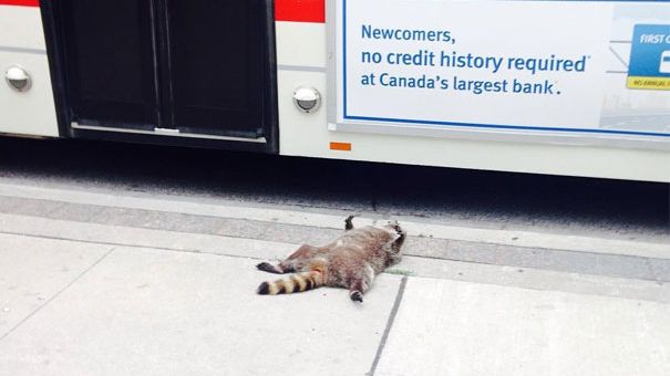 Autorităţile nu au ridicat un raton mort pe trotuar. Iată ce a urmat