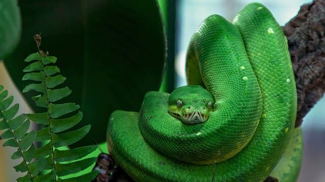 Alertă. Un şarpe foarte veninos a dispărut de la Zoo Braşov. Mobilizare fără precedent 