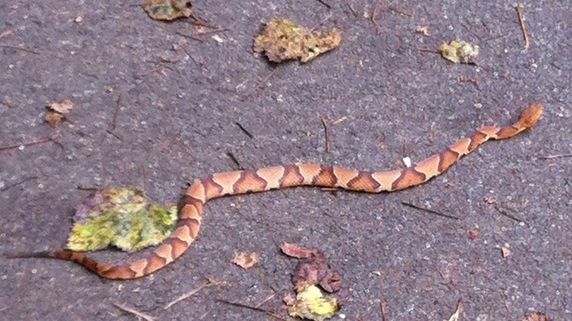 Alertă în localitatea Ovidiu, din Constanţa. Un şarpe uriaş a apărut pe stradă 