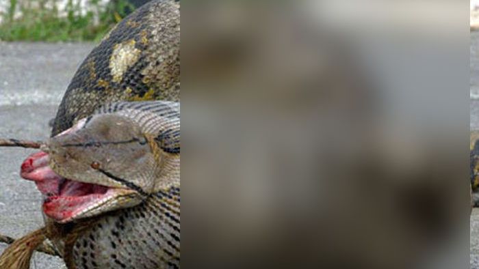 Au încercat să-l oprească, n-au putut. Șarpele-monstru a înghițit prada. O țară întreagă e îngrozită