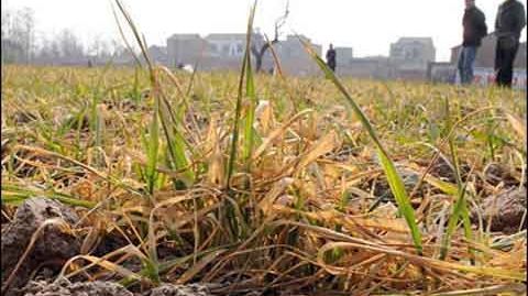 Secetă în Bărăgan. Semnal de alarmă pentru agricultură - HARTA