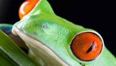 SUBIECTE BACALAUREAT 2015 BIOLOGIE. Subiecte și Bareme la Biologie la BAC 2015