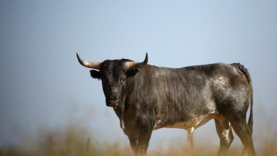 Taur de 400 de kg, în goană pe străzile din Focșani. Ce s-a întâmplat 