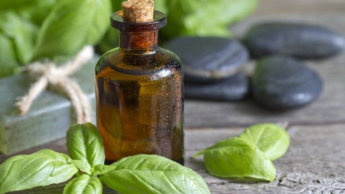 Ceaiul de busuioc: beneficii și indicații terapeutice