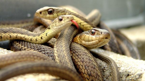 Trei bistrițeni mușcați de vipere în doar câteva zile. Cum să ne protejăm