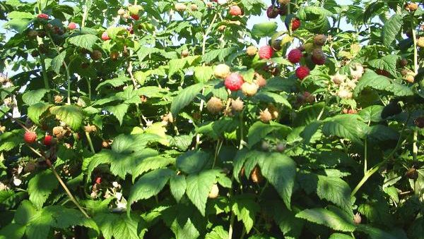 Cel mai sănătos fruct al verii: 7 lucruri pe care nu le ştiai despre el