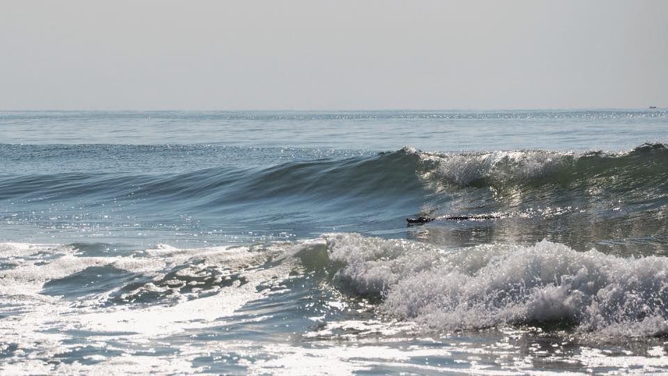 Monstrul care a ieșit din mare în fața turiștilor îngroziți: "Nu am mai văzut niciodată așa ceva"