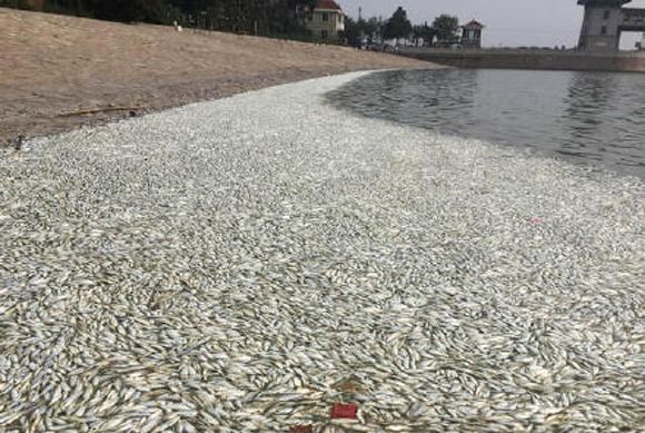 Slatina: Zeci de pești morți, găsiți plutind în râul Olt. DSVSA și DSP au recoltat probe