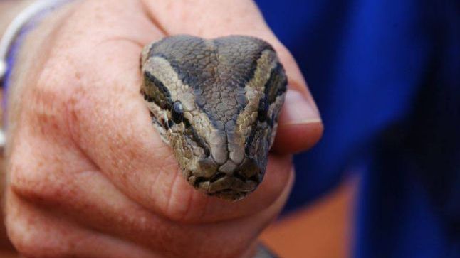 Trei suceveni au fost muşcaţi de şerpi. Stocul de ser antiviperin al SJU Suceava, epuizat