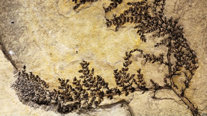 Descoperire de proporţii în Europa: fosila unei plante acvatice - "prima floare din lume"