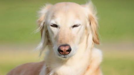 Acest câine a auzit o ambulanţă. Ce a urmat întrece orice imaginaţie! Nimeni nu-l credea în stare