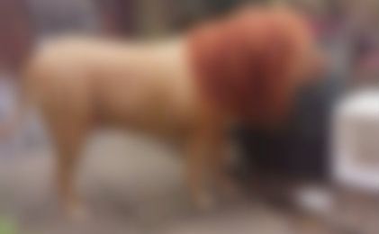 FOTO - Bestia care a făcut un oraş întreg să se cutremure! S-a întâmplat ziua în amiaza mare