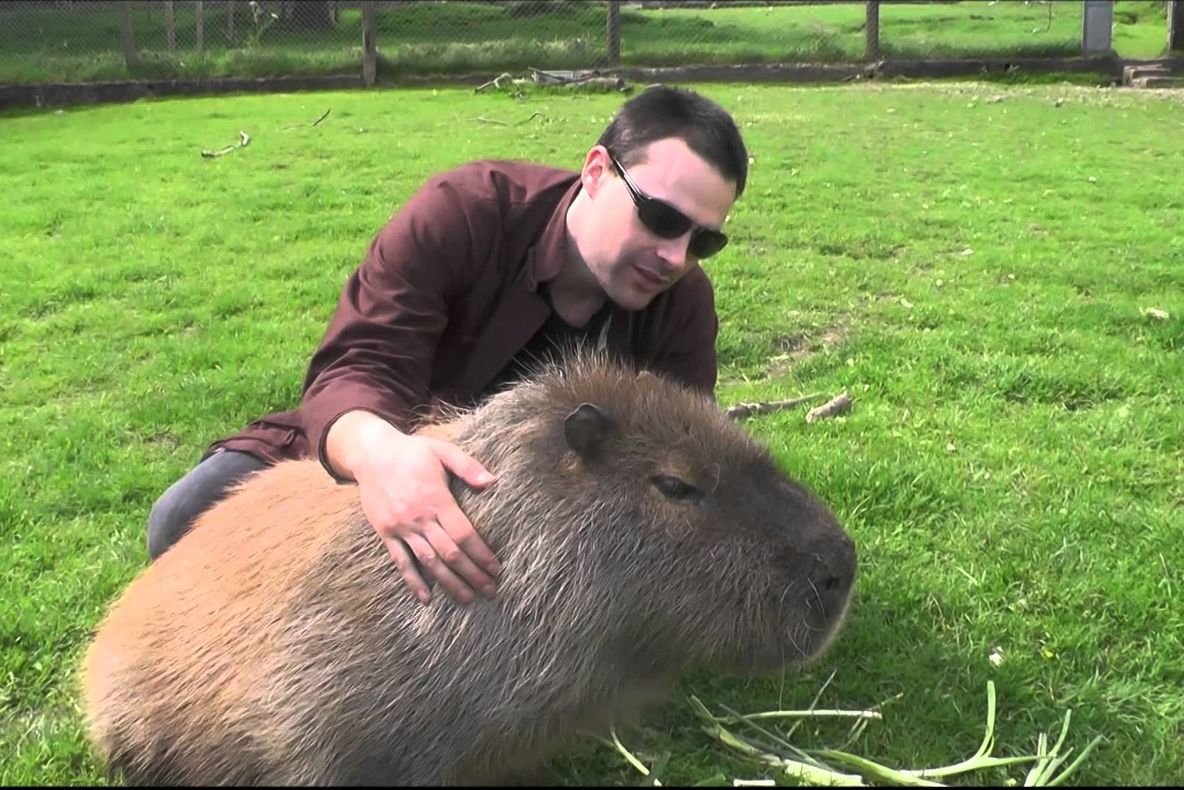 VIDEO AMUZANT. Îngrijitorii de la ZOO se chinuie să prindă un şoarece imens