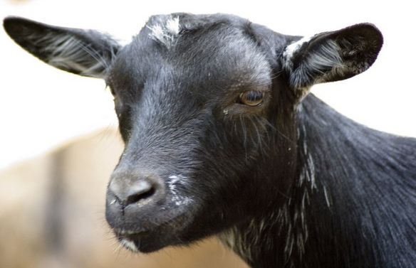 Cea mai adorabilă căpriţă din lume. Pregătiri intense pentru "derdeluş"