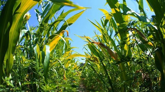 Panică în Maramureş. Zeci de hectare de culturi, distruse de animale 