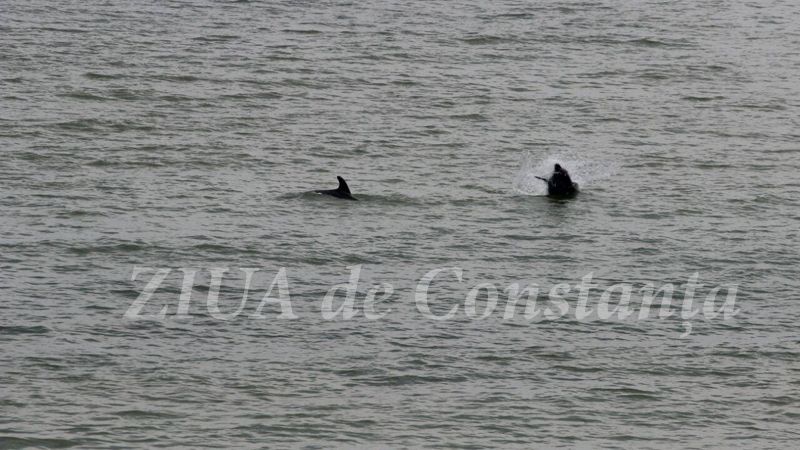 Spectacol: delfini aproape de ţărm, la Marea Neagră FOTO & VIDEO