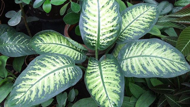 Mare atenţie! Această plantă de apartament te poate ucide