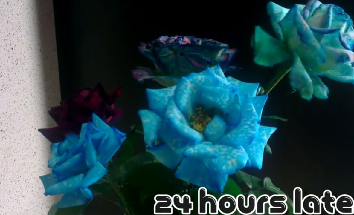 Cum să schimbi culoarea florilor tale