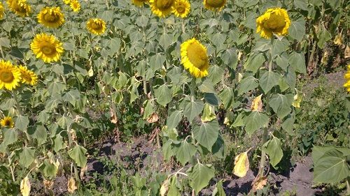 Vom avea parte de o vreme uşor schimbătoare! Meteo pe trei zile 