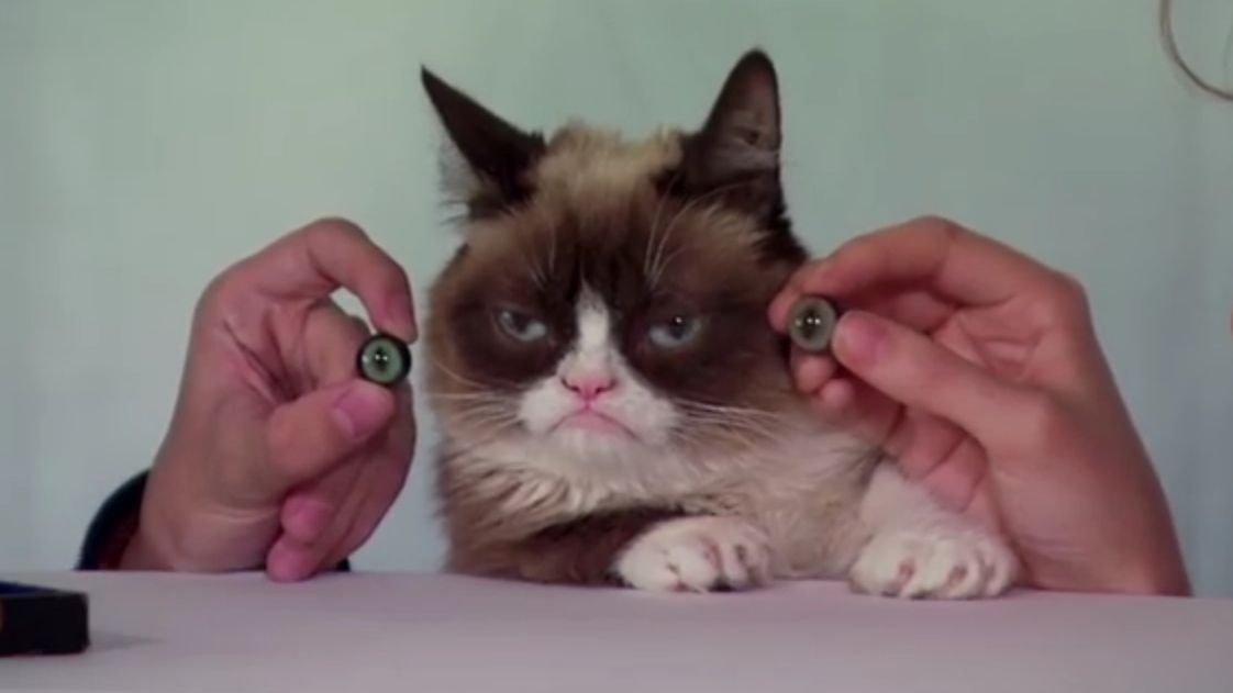 Celebra pisică Grumpy Cat va avea o statuie de ceară. Unde va fi expusă