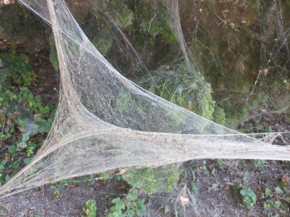 Pânză de păianjen uluitoare care a apărut peste noapte în copaci. Localnicii, uluiţi: are 400 m