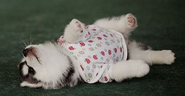 Cel mai adorabil proiect din Rusia: parada modei în patru labe