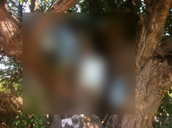 Motivul pentru care un copac din România a ajuns obiectiv turistic pe Google Maps