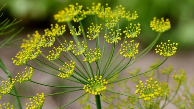 Dieta cu ceai de mărar. Cum să scapi de kilogramele în plus fără pic de efort