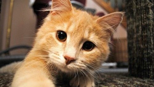 Pisica, un adevărat medicament viu. Care sunt uimitoarele moduri prin care te poate vindeca