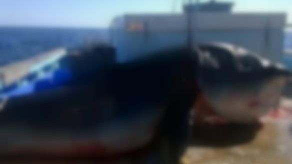 Terifiant! Un monstru marin a fost scos din adâncuri. Şi mort oamenii se îngrozesc când il văd!